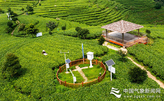 念好“茶经”香飘万里——福鼎白茶气象服务一...