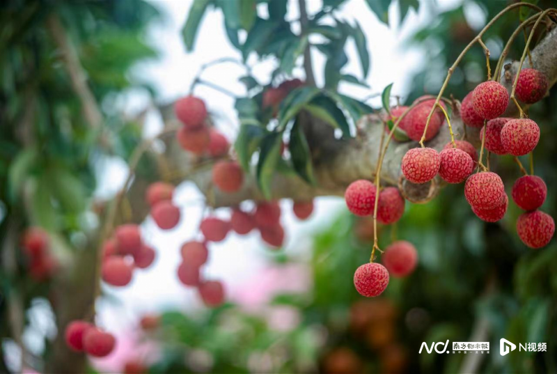 气象指数保险为农避害，茂名一荔农因低温冻害...