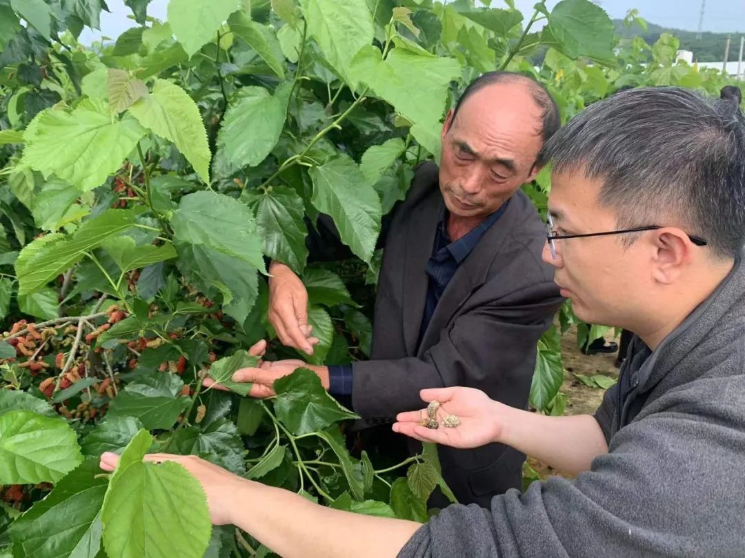 是什么让这里实现蓝莓桑葚“自由”？答案是……