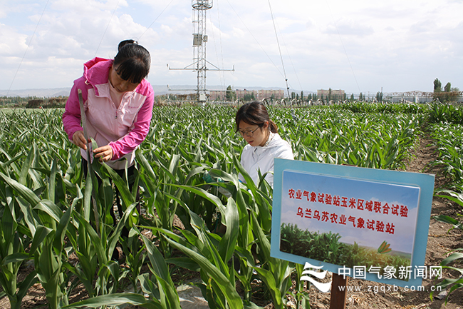 乌兰乌苏农业气象试验站农业技术人员开展玉米调研
