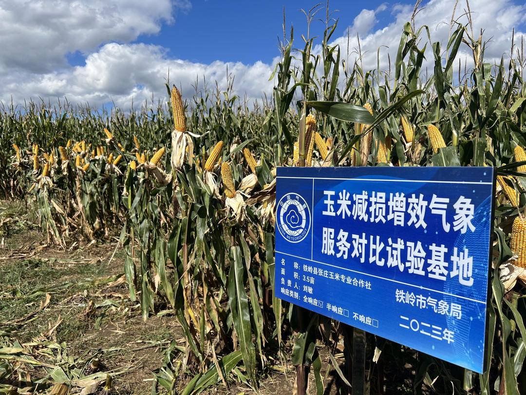 辽望·辽宁日报：铁岭气象全响应地块玉米亩产...