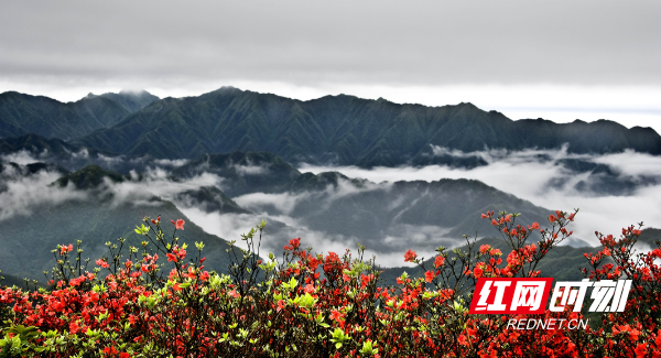 双牌县：5月盛花期，气象助力释放“春日经济”活力