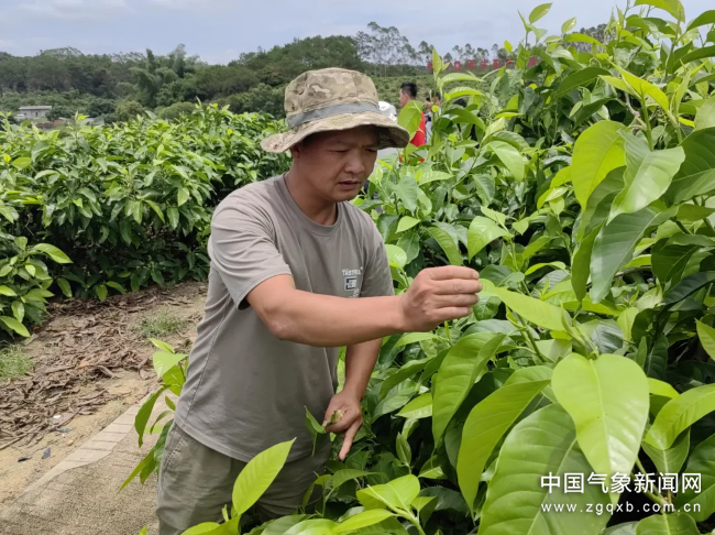 白兰花开时节，去游“荔”山海是种什么体验？