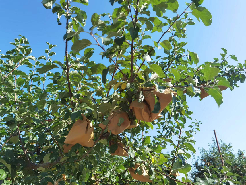 致富“红果果” “果”然不一样